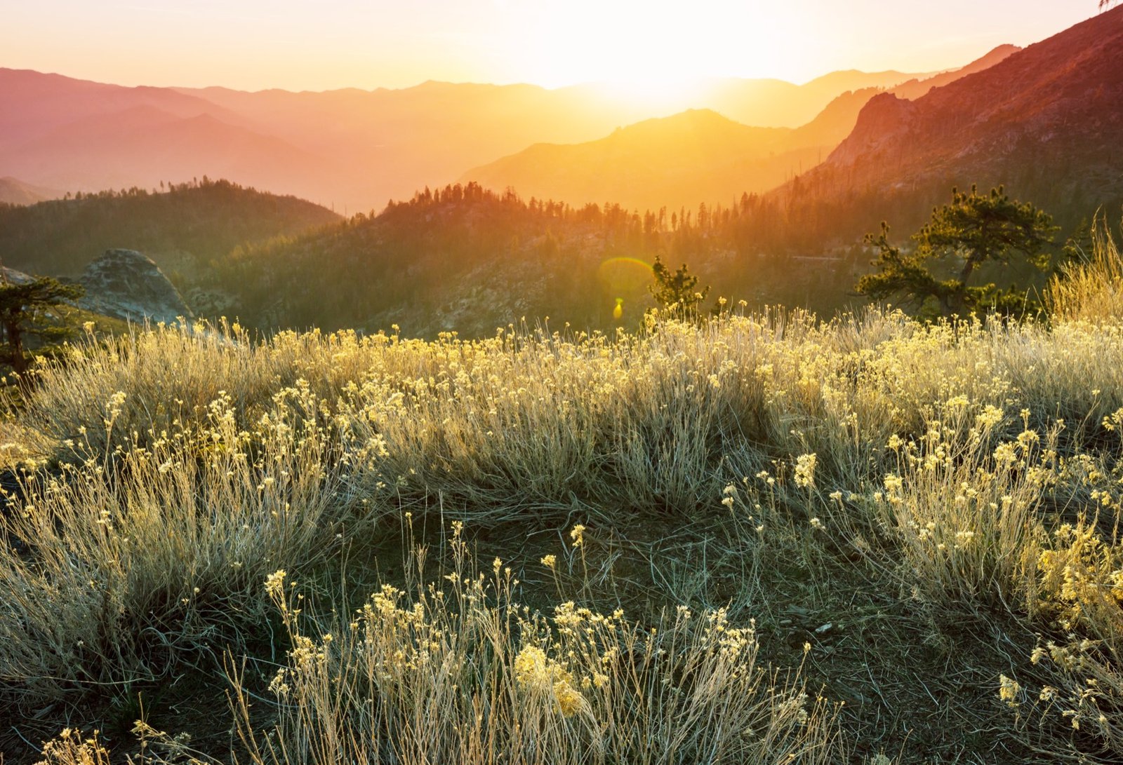Sunrise over a mountain meadow
